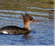 Red-breasted Merganser