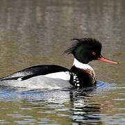 Red-breasted Merganser