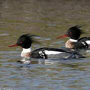 Red-breasted Merganser