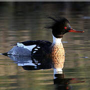 Red-breasted Merganser