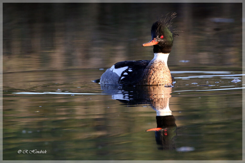 Red-breasted Merganser