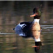 Red-breasted Merganser