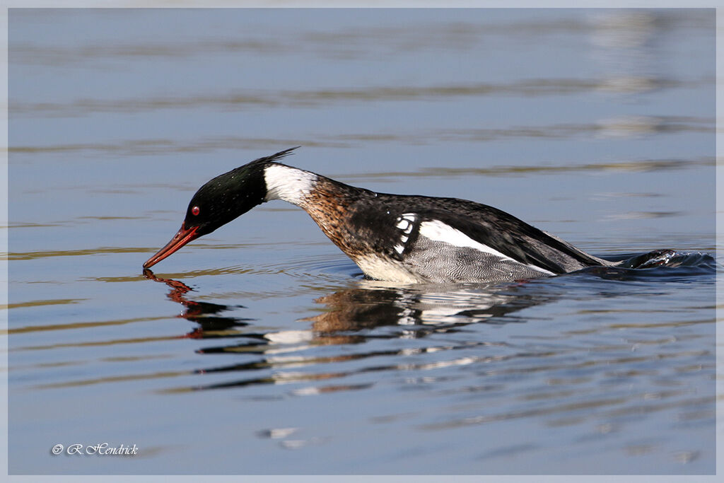 Red-breasted Merganser