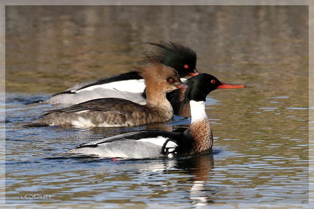 Red-breasted Merganser