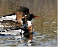 Red-breasted Merganser