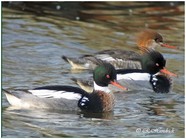 Red-breasted Merganser