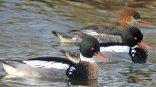 Red-breasted Merganser