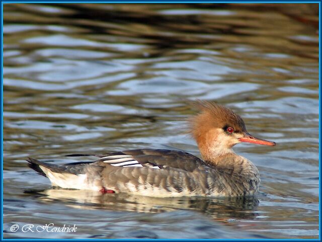 Red-breasted Merganser