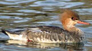 Red-breasted Merganser