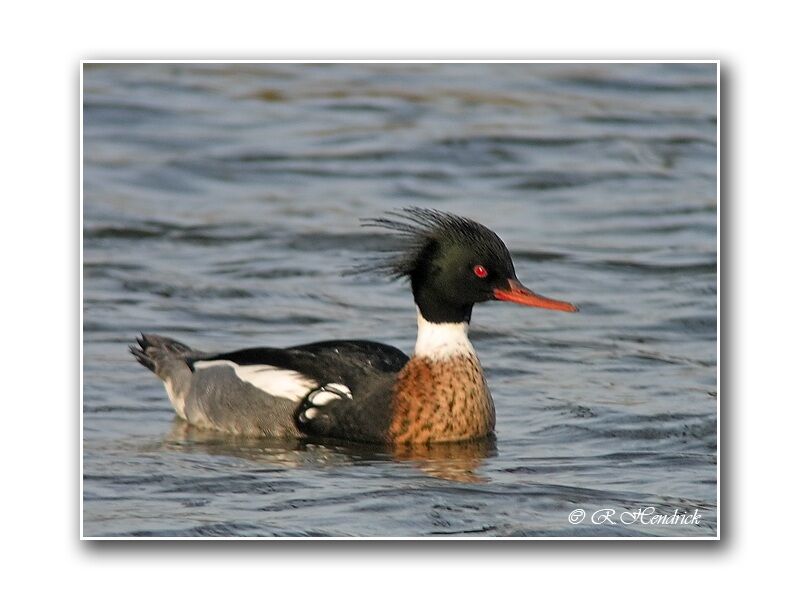 Red-breasted Merganser