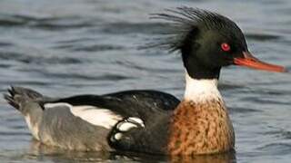 Red-breasted Merganser