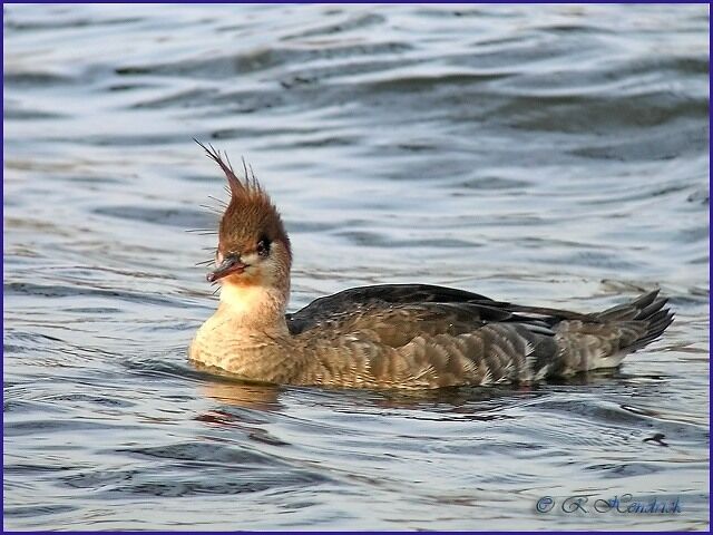 Red-breasted Merganser