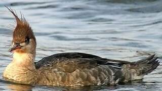 Red-breasted Merganser