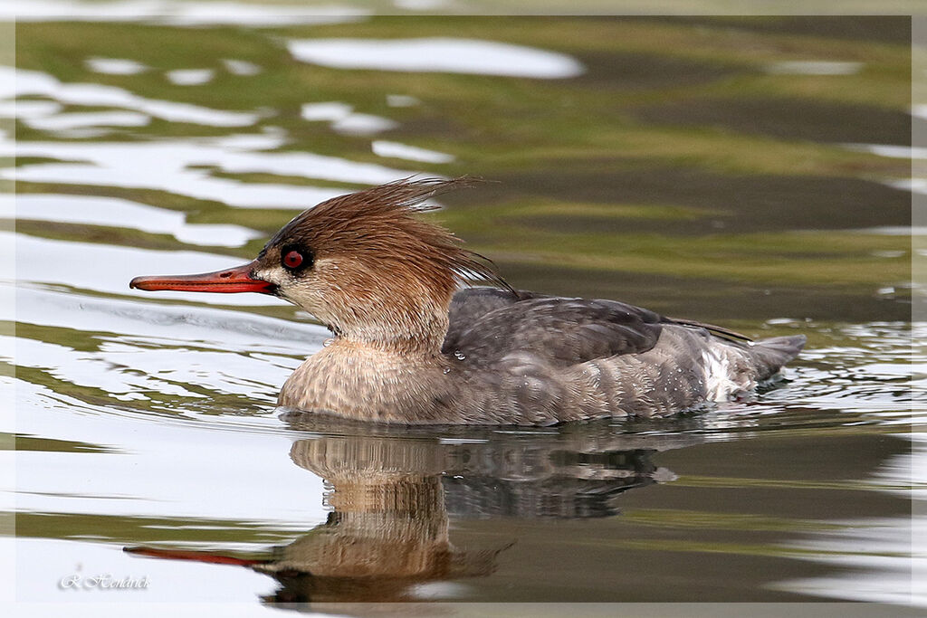 Red-breasted Merganser