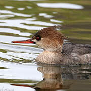 Red-breasted Merganser