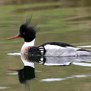 Red-breasted Merganser