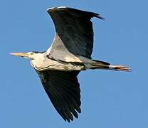 Grey Heron