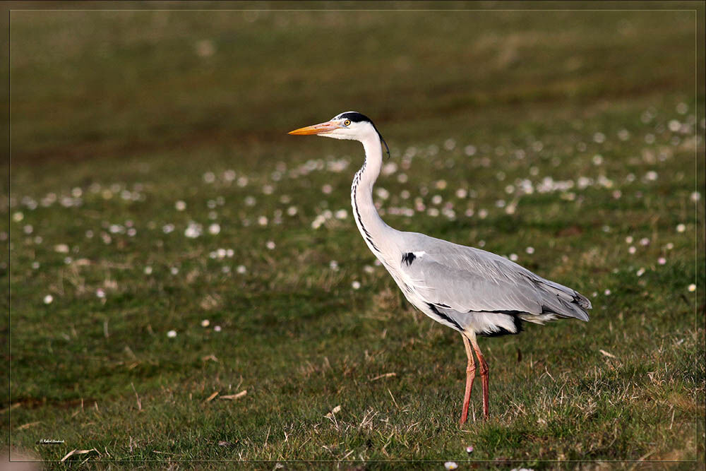 Grey Heron