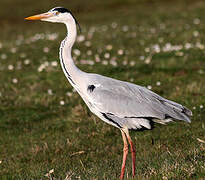 Grey Heron