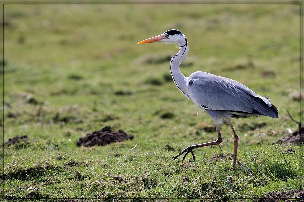 Grey Heron