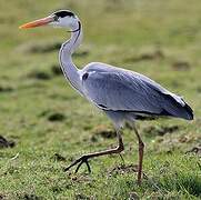 Grey Heron