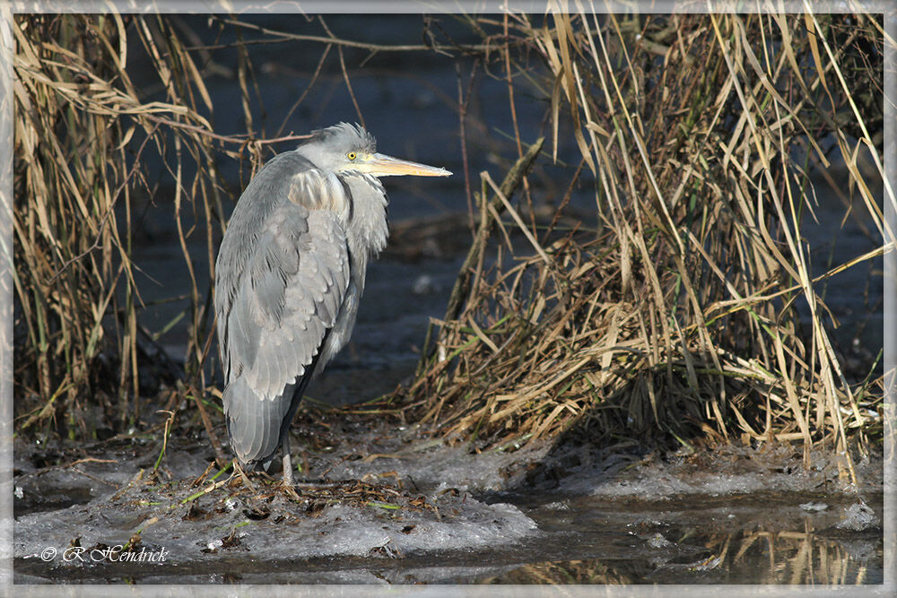 Grey Heron