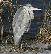 Grey Heron