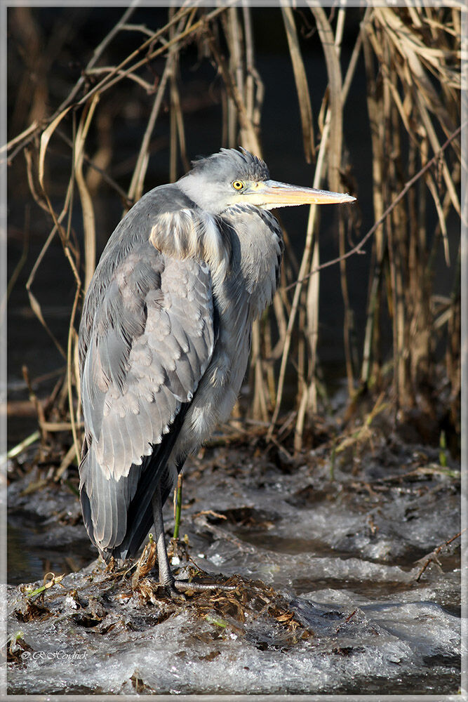 Grey Heron