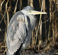 Grey Heron