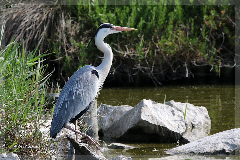 Grey Heron