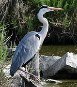 Grey Heron