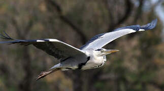 Grey Heron