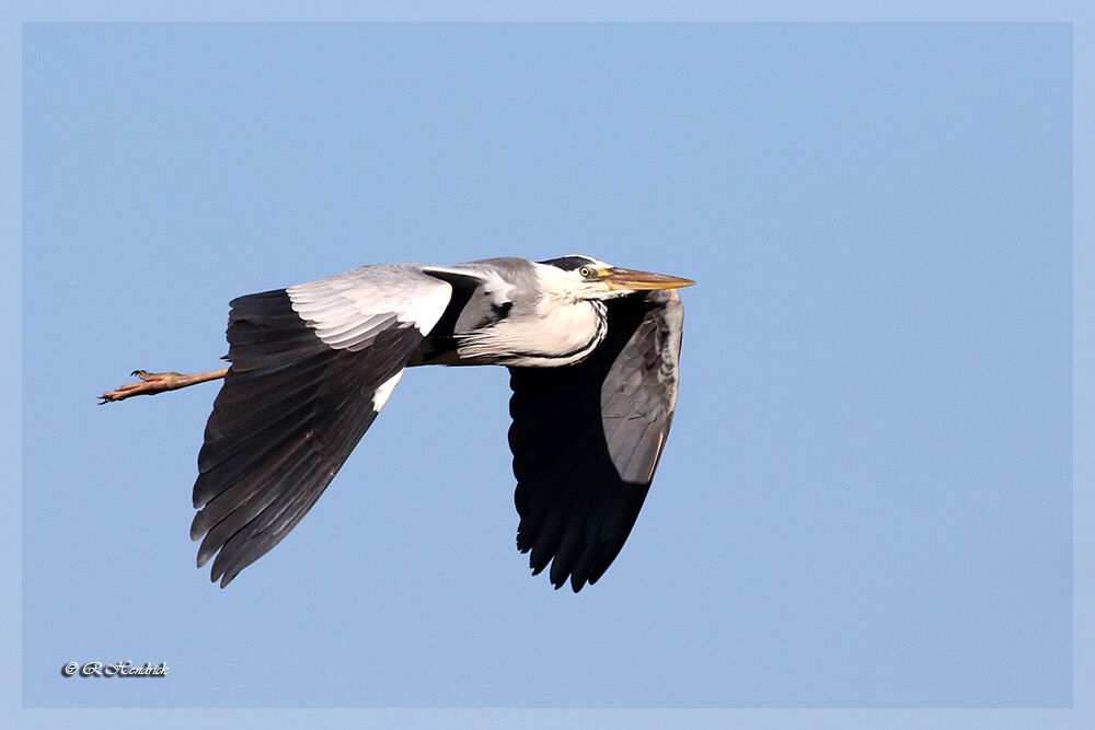 Grey Heron