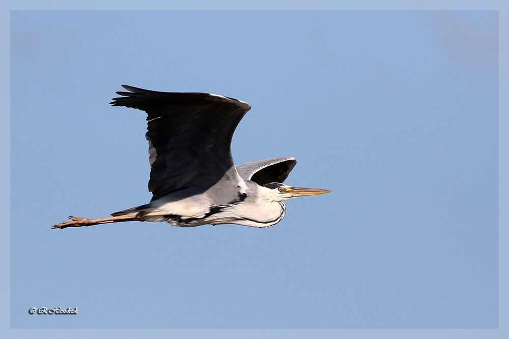 Grey Heron