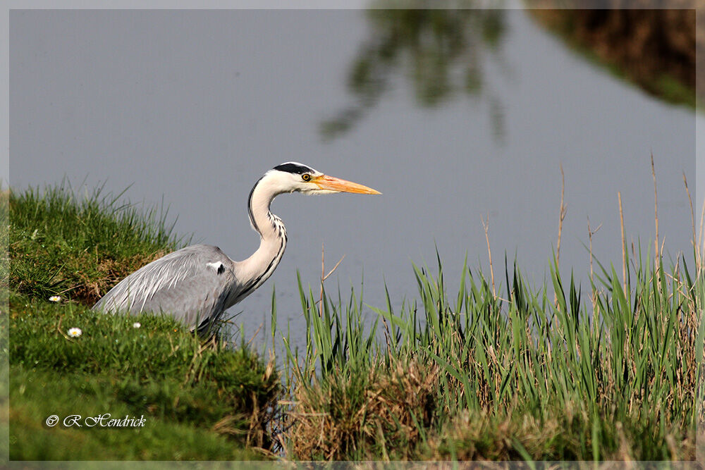 Grey Heron