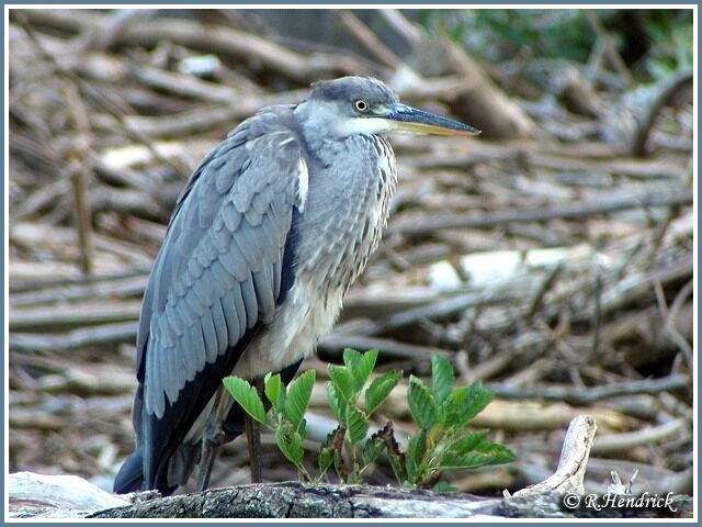 Grey Heron