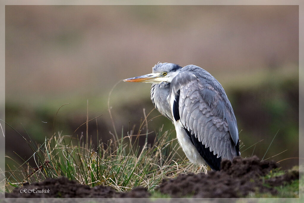 Grey Heron