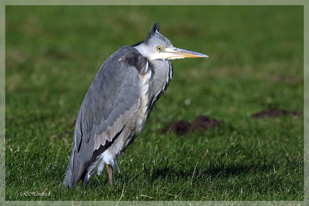 Grey Heron