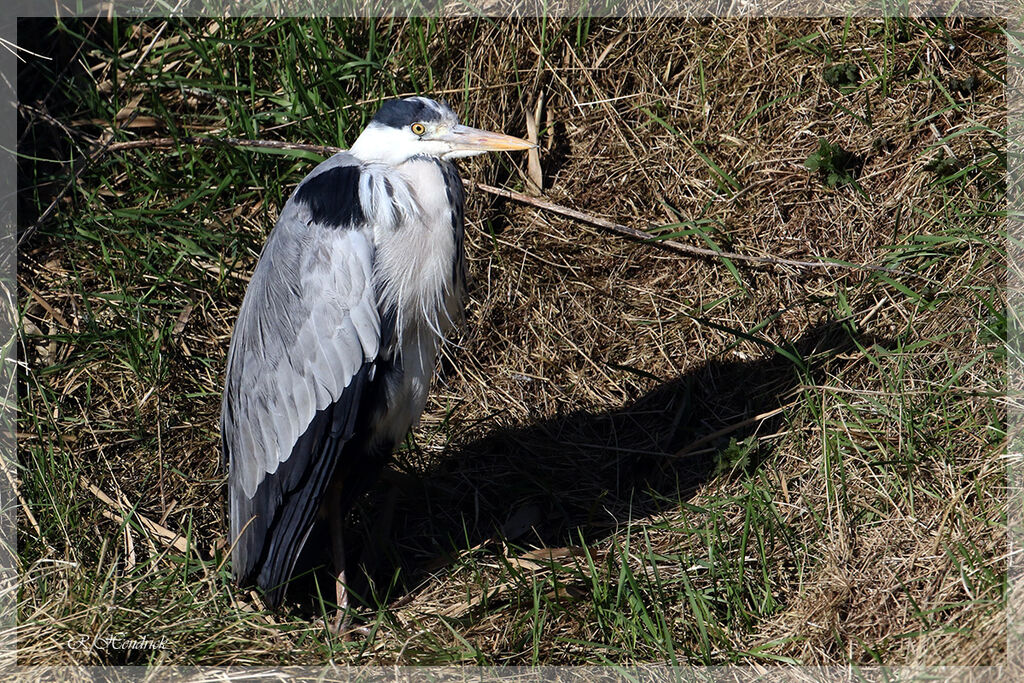 Grey Heron