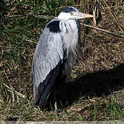 Grey Heron