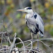 Grey Heron