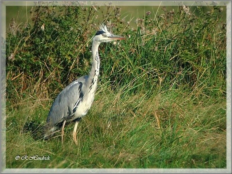 Grey Heron