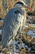 Grey Heron