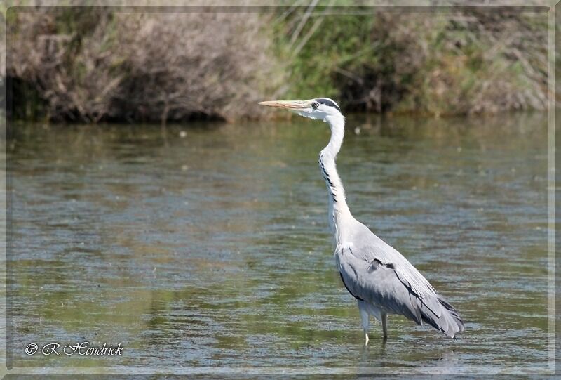 Grey Heron