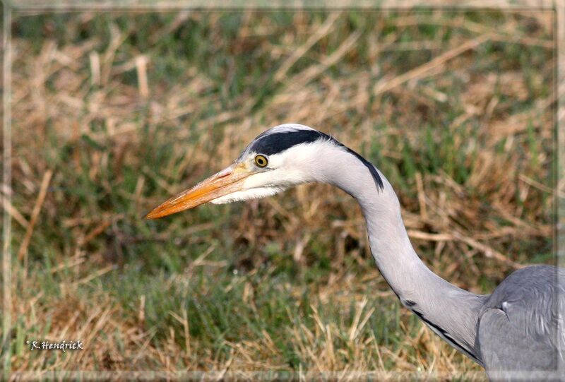 Grey Heron