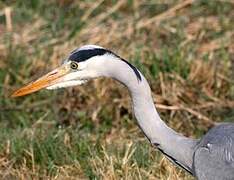 Grey Heron