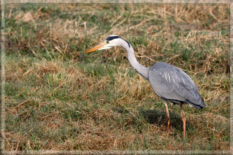 Grey Heron