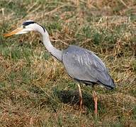 Grey Heron