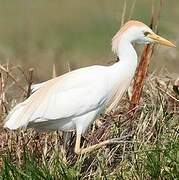 Western Cattle Egret