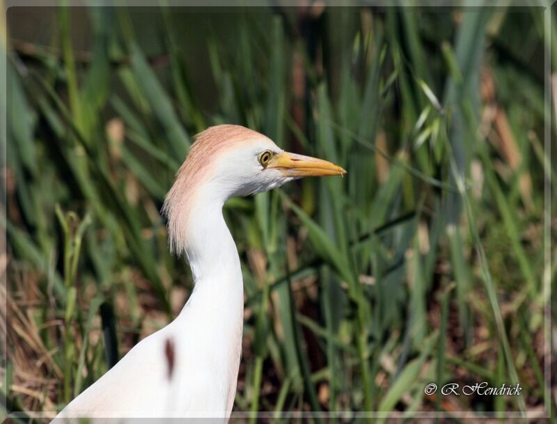 Western Cattle Egret